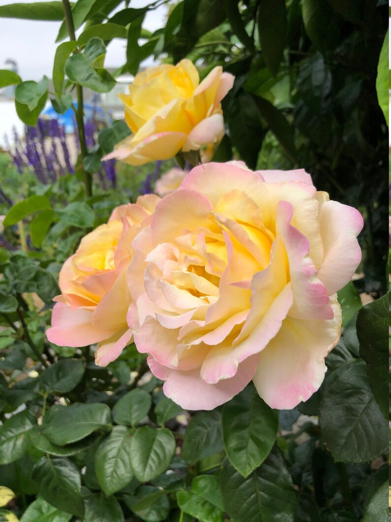 Peace Rose Fragrant hybrid tea rose in a 1 gallon container Etsy