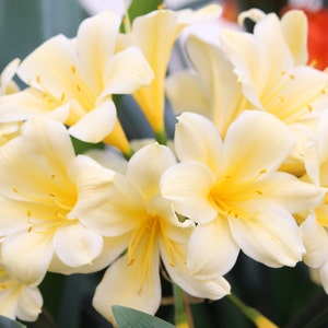 Clivia large orange clivia miniata or yellow solomon hybrid in 1 Gallon grower pot image 4