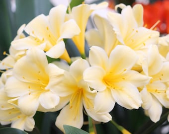 Clivia -  large 1, 5 gallon yellow , orange, peach clivia live indoor,  outdoor plant