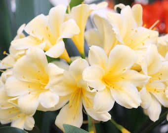 Clivia -  large 1, 5 gallon yellow clivia miniata solomon hybrid