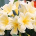 see more listings in the Temperate Flowers section