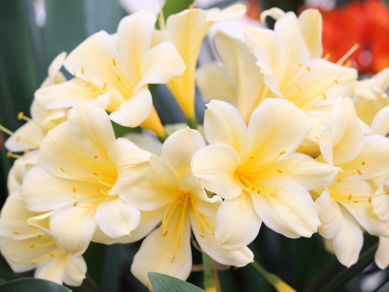 Clivia large orange clivia miniata or yellow solomon hybrid in 1 Gallon grower pot image 4