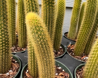 Golden Rat Tail  10-16 in long, Hildewinteria Aureispina, live cactus plant