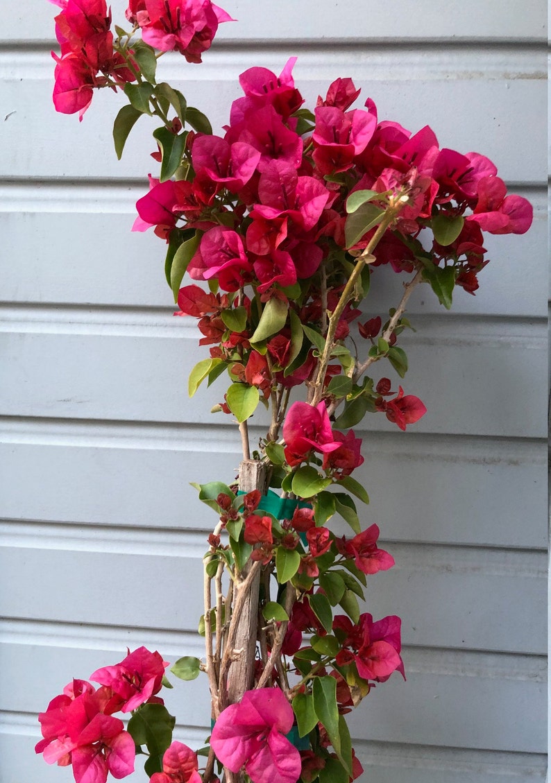 Large Bougainvillea 2-5ft tall flowering vine live plant Barbara Karst image 3