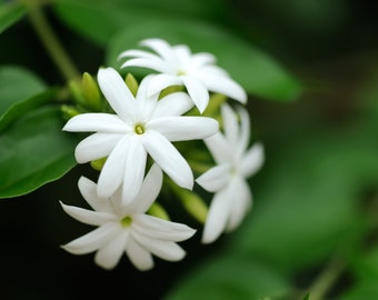 Jasmine -  2ft Jasminum Angulare South Afrcian Jasmine very fragrant live plant