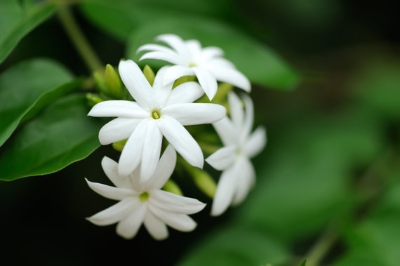 THE JASMINE - SWEET AND STRONG FLOWER – NAZAN SCHNAPP