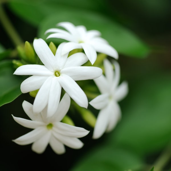 Jasmine -  2ft Jasminum Angulare South Afrcian Jasmine very fragrant live plant