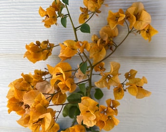Yellow Bougainvillea - 2-3ft tall large flowering vines - California Gold  live  plant