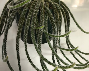 Rat Tail cactus - 8 inch basket, 4in pots - large  Disocactus flagelliformis live plants