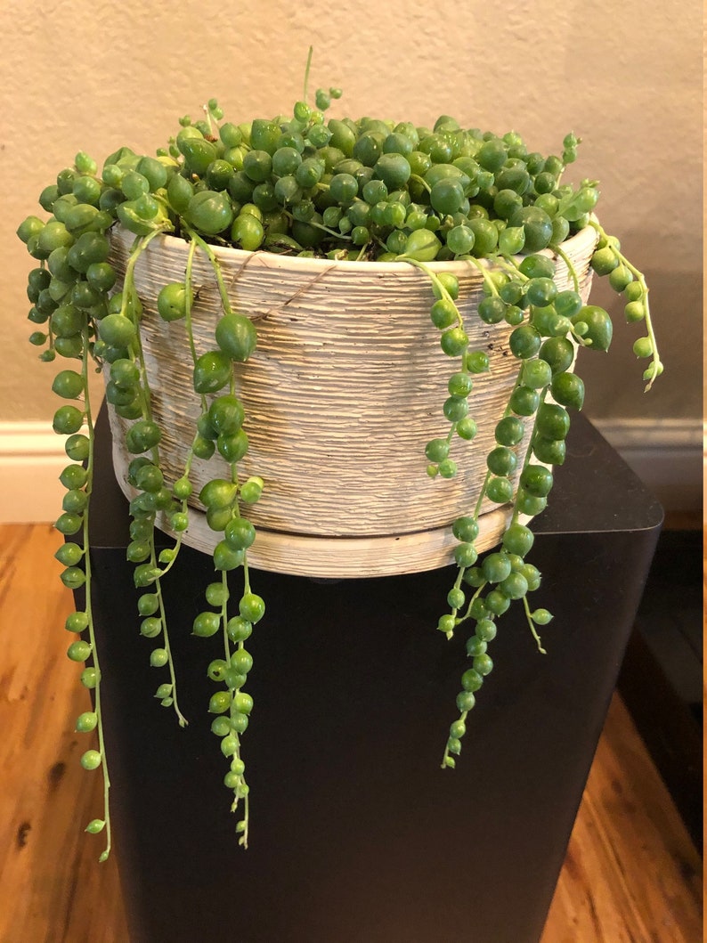 discount online buy String of Pearls Large Live Plant