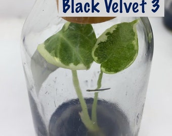 Alocasia Black Velvet variegated - plants potted,  tissue culture