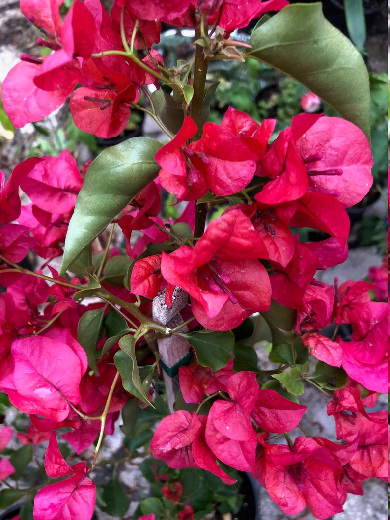 Large Bougainvillea 2-5ft tall flowering vine live plant Barbara Karst image 2