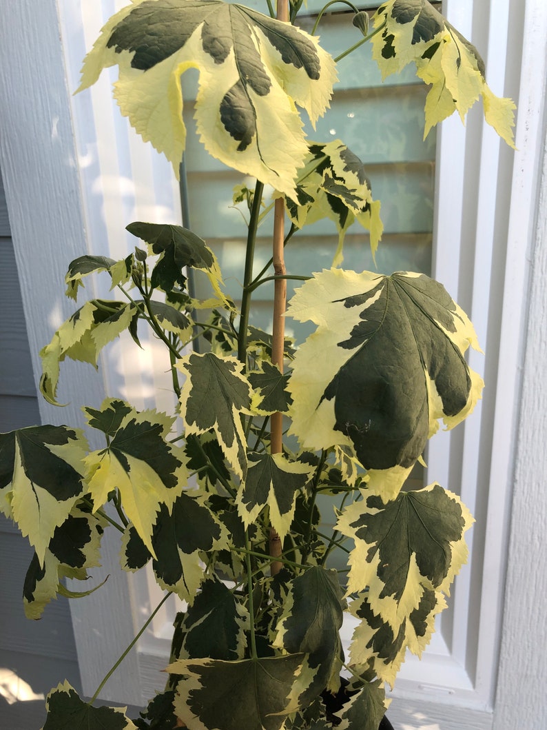 Chinese Lantern 2 4ft. Abutilon Pictum Tiger Eye Japanese Etsy