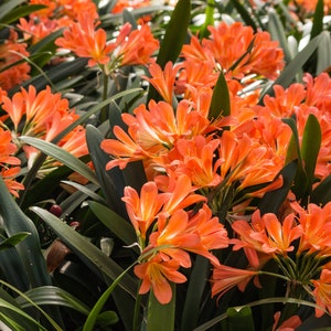 Clivia large orange clivia miniata or yellow solomon hybrid in 1 Gallon grower pot image 1