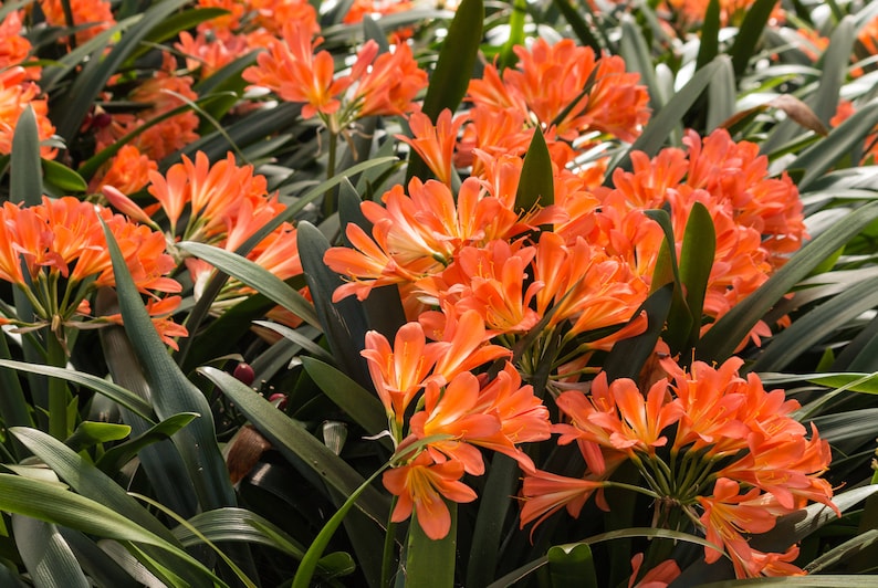 Clivia large orange clivia miniata or yellow solomon hybrid in 1 Gallon grower pot image 1