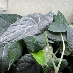 Alocasia - Grey Dragon, Maharani, Jewel Alocasia , African mask live plant