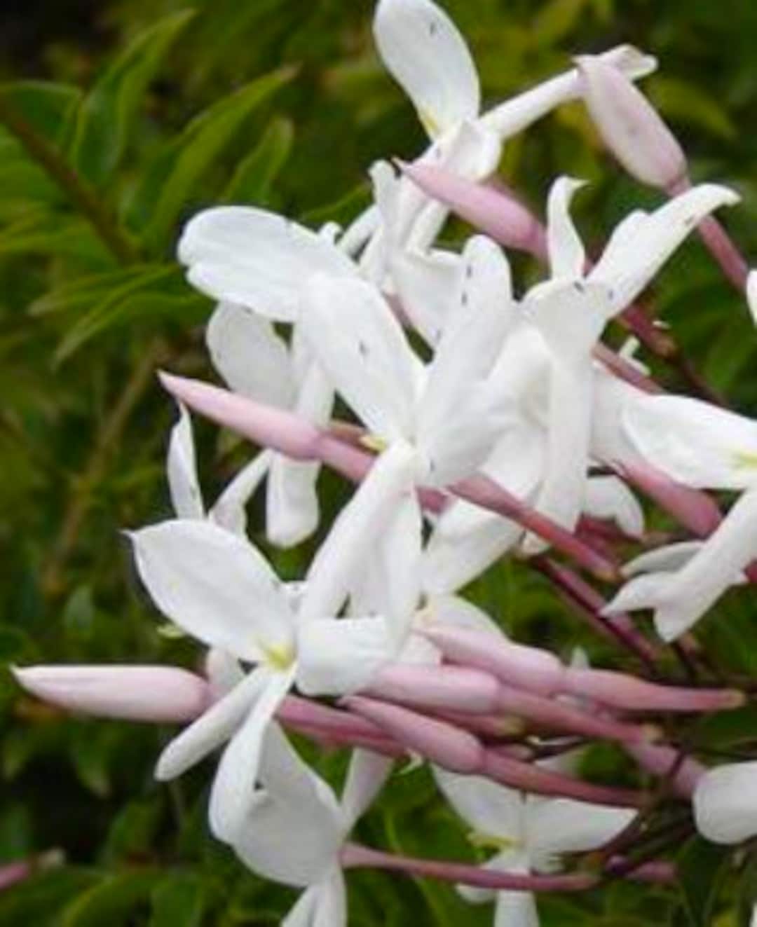 Pink Jasmine 2 3ft Jasminum Polyanthum or Winter Jasmine Very Fragrant