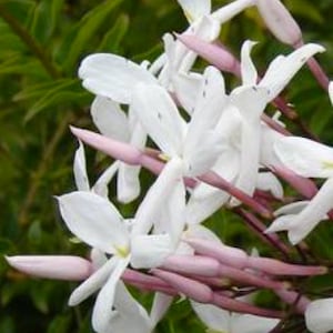 Pink Jasmine 2 - 3ft Jasminum Polyanthum or winter jasmine very fragrant live plant with green leaves,  Fiona Sunrise- yellow leaves