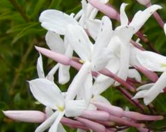 Pink Jasmine 2 - 3ft Jasminum Polyanthum or winter jasmine very fragrant live plant with green leaves,  Fiona Sunrise- yellow leaves