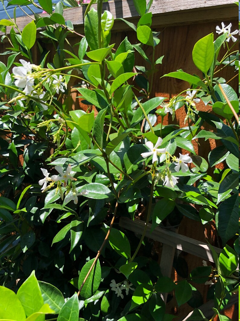 Jasmine 5 Fragrant star jasmine stem cuttings Etsy