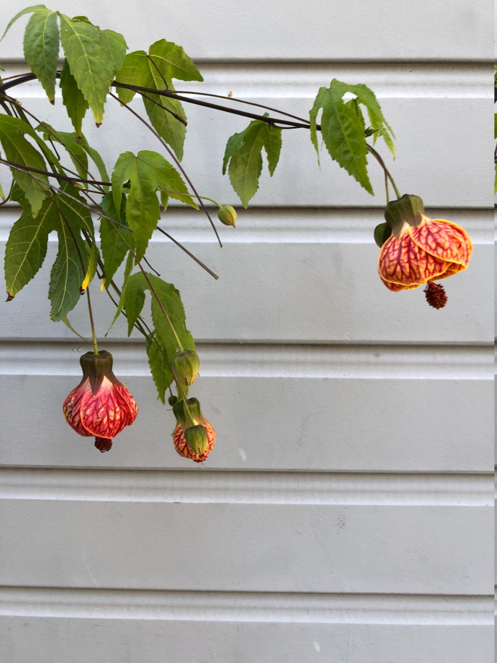 Chinese Lantern Abutilon pictum Tiger Eye Japanese lantern Etsy
