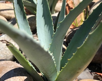 Blue Agave Live Plant