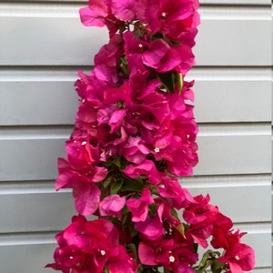 Large Bougainvillea 2-5ft tall flowering vine live plant Barbara Karst image 1