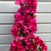 see more listings in the Tropical Flowers section