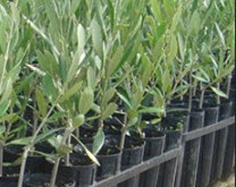 Olive Trees - California Grown - Kalamata, Hojiblanca, Mission, Picholine, Tanche, Cerignola - Olea Europaea 2-5ft trees