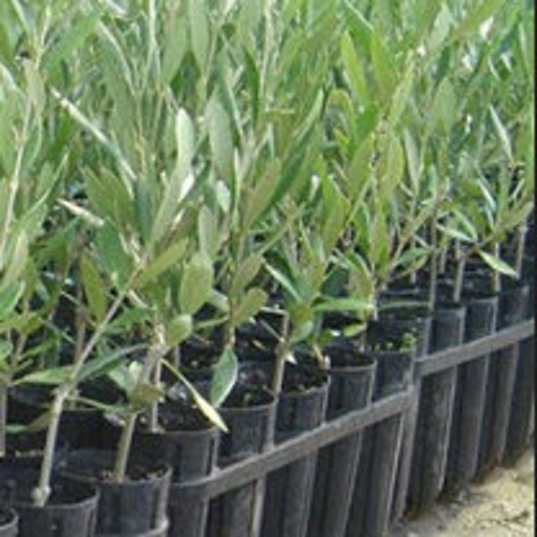 Olive Trees - California Grown - Kalamata, Hojiblanca, Mission, Picholine, Tanche, Cerignola - Olea Europaea 2-5ft trees