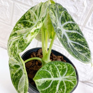 Alocasia Black Velvet Variegated - Albo, Ninja, Ninja splash, BV pink