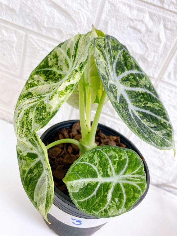 Alocasia Black Velvet Variegated - Albo, Ninja, Ninja Splash