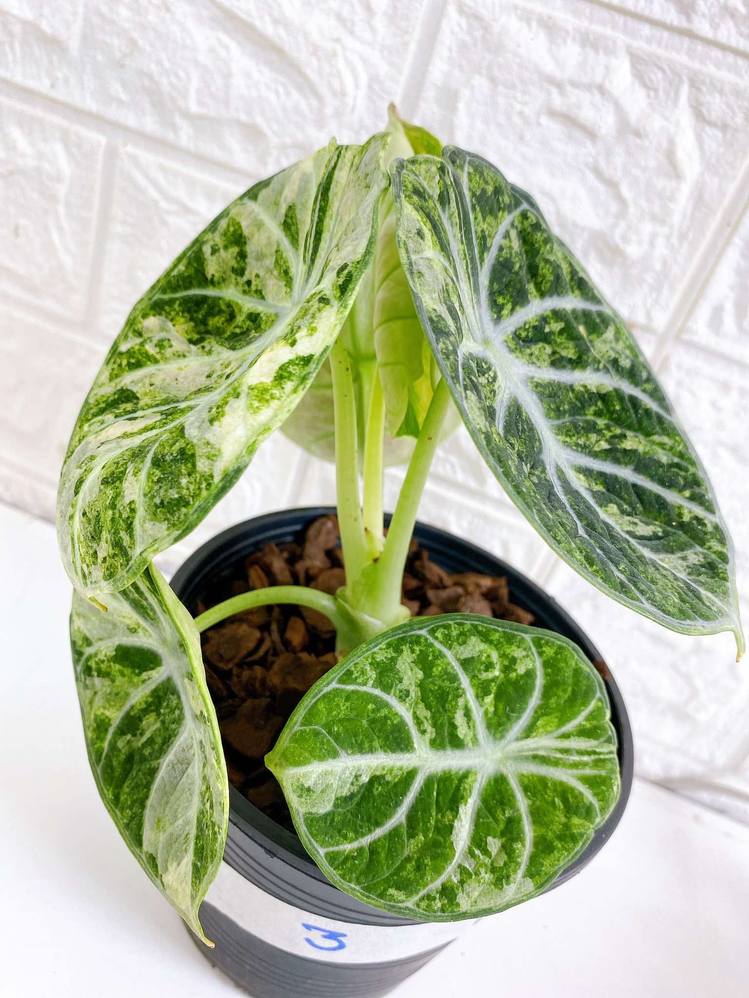 Alocasia Black Velvet Variegated - Albo, Ninja, Ninja Splash Alocasia Black Velvet Variegated - Albo, Ninja, Ninja Splash