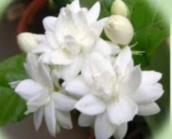 The Beauty Of the Jasmine Flower - Article onThursd