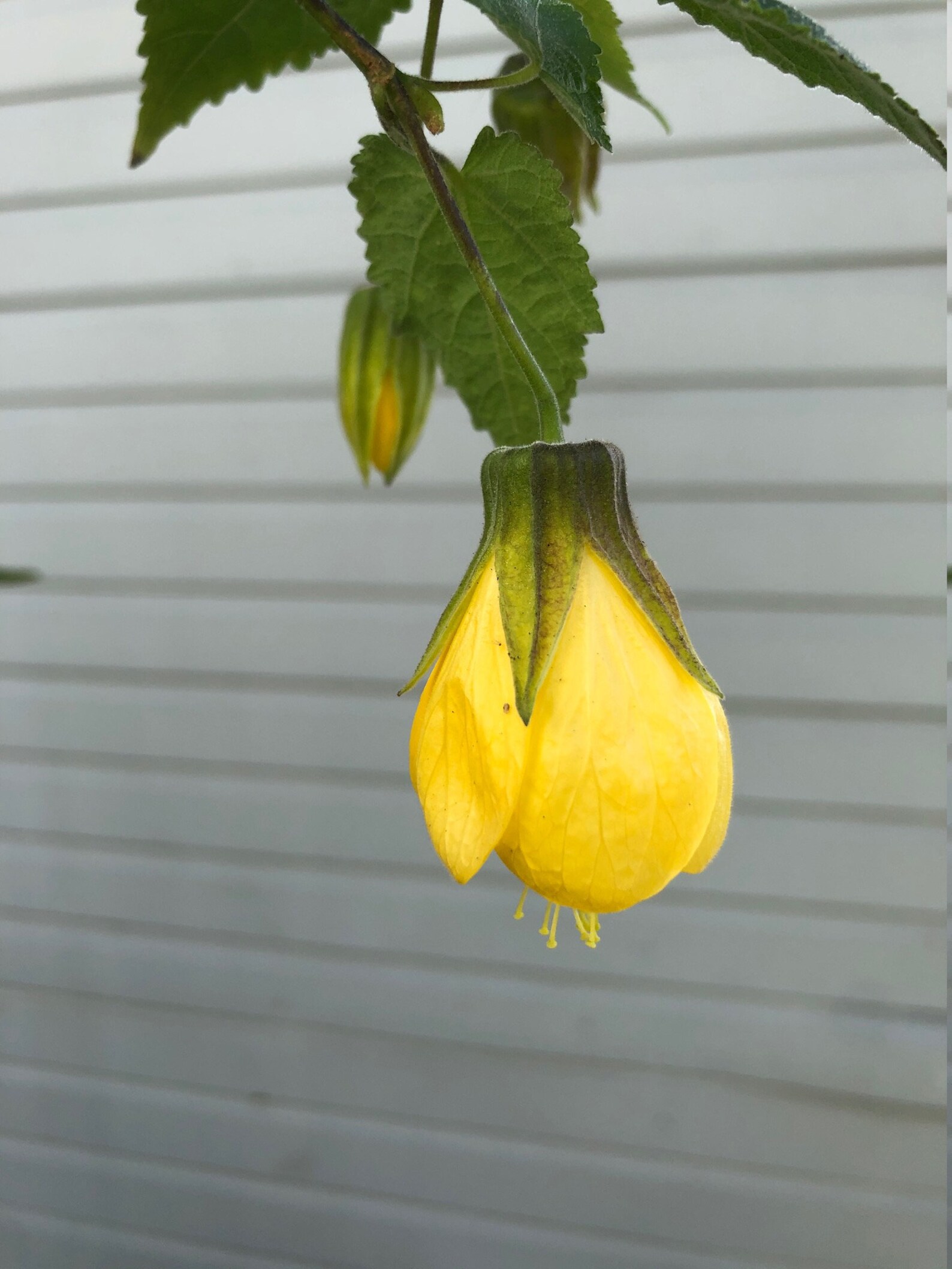 Chinese Lantern Abutilon pictum Tiger Eye Japanese lantern Etsy