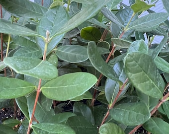 Pineapple Guava - Acca Sellowiana, Feijoa - live plant