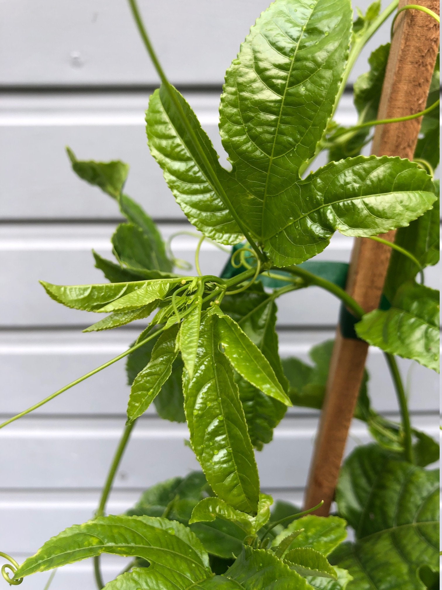 Passionfruit 3-6ft + tall live plant vine in 1, 5 Gallon containers passiflora edulis - varieties Frederick, Nancy Garrison, Red Rover