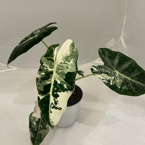 Alocasia Frydek variegated - 12 in plants, tissue culture plantlets