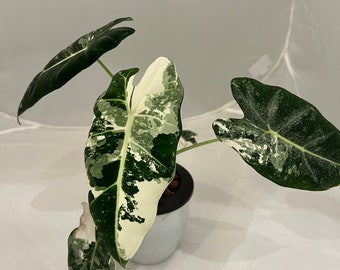 Alocasia Frydek variegated - 12 in plants, tissue culture plantlets