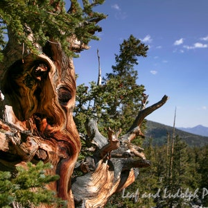 Bristlecone Den - Pinus longaeva