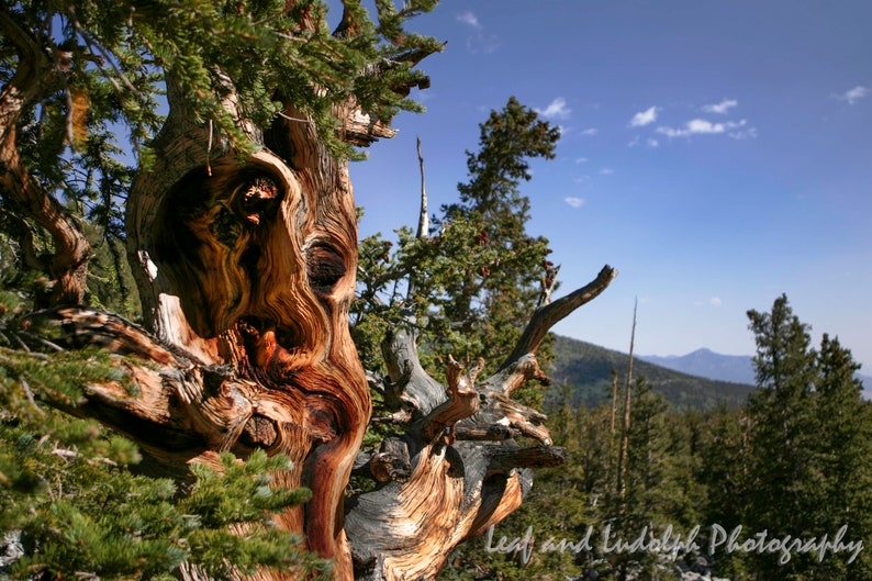 Bristlecone Pine Pinus longaeva image 1