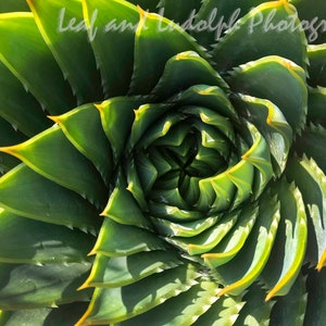 May include: Close-up of a green succulent plant with a spiral pattern. The plant has sharp, pointed leaves with yellow edges.