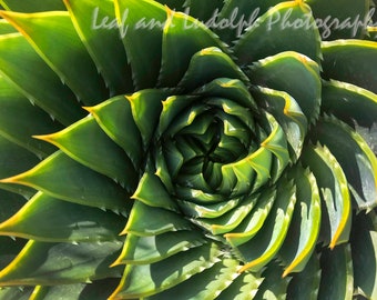 Spiral Aloe - Aloe polypylla