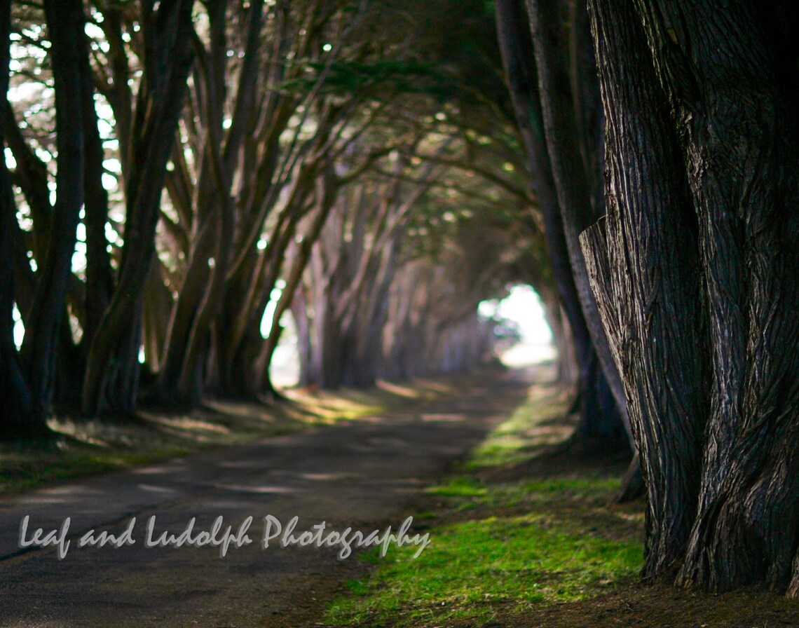 Cypress Tunnel Point Reyes National Seashore California Etsy
