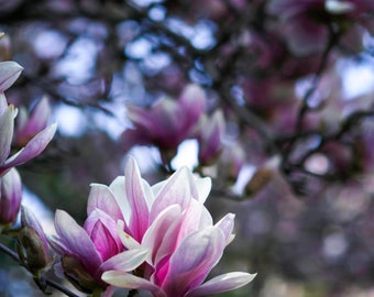 Saucer Magnolia - Magnolia x soulangeana