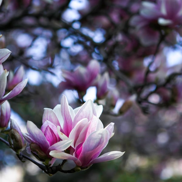 Saucer Magnolia Tree Etsy