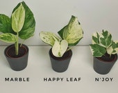 Pothos N 39 Joy - Happyleaf Manjula - Marble Queen - Soil Rooted Cuttings - Indoor Plant - Houseplant - Pothos and Joy - Epipremnum N Joy
