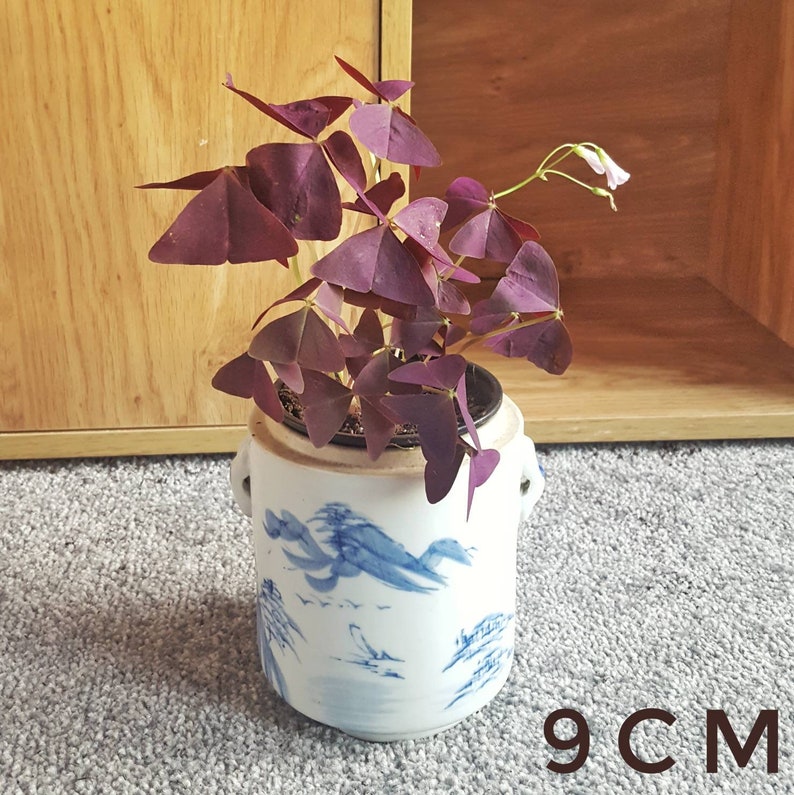 RARE Oxalis Triangularis Oxalis Plum Crazy Planta | Etsy