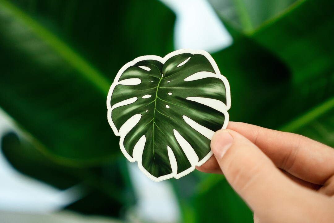 Monstera Deliciosa Plant Vinyl Sticker - Etsy
