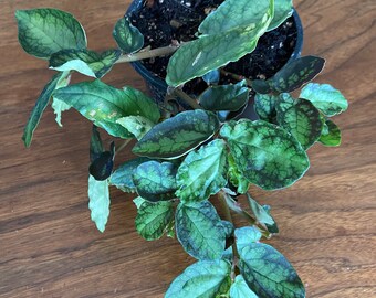 2 5 Rare Trailing Begonia Compacta House Plant Etsy 2 5 Rare Trailing Begonia Compacta House Plant Etsy
